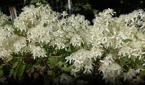 White fungal growth develops on the leaves. Clematis Queen Of The Vines Climbs In Popularity Mu Extension