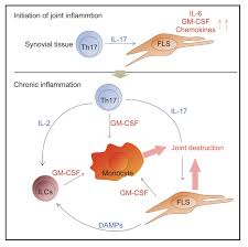 Igniting The Rheumatoid Arthritis Flame Through A Cellular Cascade
