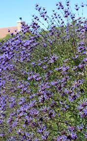 Average rating:4out of5stars, based on1reviews1ratings. Salvia Clevelandii Winifred Gilman Winifred Gilman Cleveland Sage California Native Plants California Native Garden Landscape Plans