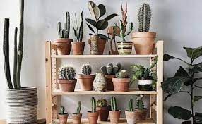 Contenido 2 decoración con plantas colgantes 8 cuadro con plantas suculentas 8 Plantas Para Purificar Y Decorar Los Hogares Guipuzcoanos El Diario Vasco
