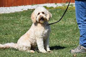 Premium network of labradoodle breeders in ohio. Lauderdoodle Dog Breeder Wauseon Ohio