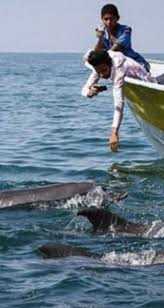 بازگشت دلفین‌ها به جزیره هنگام گردشگران بی‌احتیاط جان دلفین‌ها را به خطر  انداخته‌اند (فیلم)
