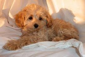 Questions about cockapoo puppies for sale? Very Small Size Adorable Cockapoo Puppies For Sale In Berkeley California Classified Americanlisted Com
