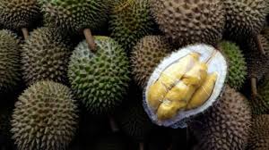 Velg blant mange lignende scener. Right Planting Techniques Produce Quality Musang King Durians