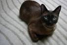 Tonkinese For Sale - Hoobly Classifieds
