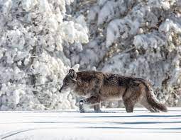 Gazette Opinion Yellowstone Wolves Worth More Alive Than Dead Editorial Billingsgazette Com Yellowstone Wolves Yellowstone Wildlife Tourism