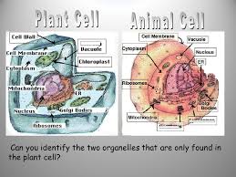We did not find results for: Cells Ppt Video Online Download