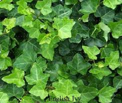 Removing ivy from the ground (ivy deserts) download article. Controlling English Ivy In Urban Landscapes Nc State Extension Publications