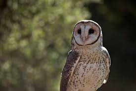 How often do owls eat? Do Owls Eat Cats How To Keep Your Cat Safe Tuxedo Cat