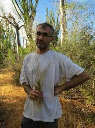 Image result for Perotis patens