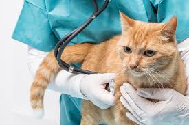 This year we also include details for our abbey veterinary services lab in newton abbot as they are now fully integrated into nwl. Cost Of Veterinary Care Veterinarian Cost Prices Of Vet Treatments