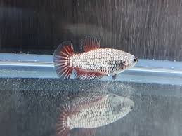 Use them in commercial designs under lifetime, perpetual & worldwide rights. Betta Dragon Siamese Fighting Fish By Bettaboy