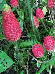 3 Shampoo Ginger Rhizomes Awapuhi Pinecone Ginger Zingiber Etsy In 2021 Ginger Rhizome Rhizome Ginger Plant