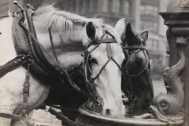 Where Horses Wet Their Whistles - The ...