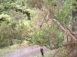 Image result for Erica arborea