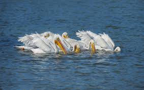 These birds stand for teamwork, relationships, motherhood and much more. Pelican Taxonomy Habitat Description Facts Britannica