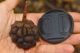 Image result for Myrianthus