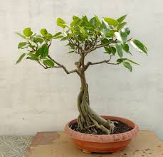 Image result for F kus Ficus