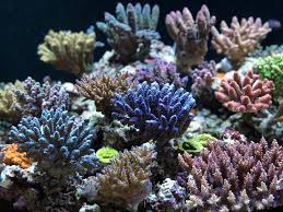 ウスエダミドリイシ・ブルー | あーなんて楽しいアクアリウム♪２