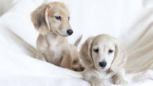 Simple and effective ways to make your dachshund happy, healthy, and obedient. Dachshund Toy Miniature Standard Price Temperament Life Span