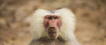 So fasten your seatbelt and don't miss out on the baboon show! Baboons Are One Of The Most Resilient Species At Risk From Climate Change World Economic Forum