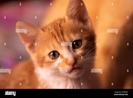 Grey and white tabby kitten (Felis catus) sitting with its eyes close,  front view Stock Photo