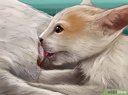 Find the perfect baby kittens crying stock photos and editorial news pictures from getty images. How To Monitor Newborn Kitten Growth 12 Steps With Pictures