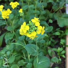 Image result for Brassica rapa