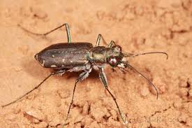 Image result for Tridactyle bicaudata