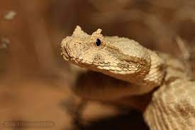 False Horned Viper Pseudocerastes Fieldi שפיפון הנגב Reptiles And Amphibians Animals Amphibians