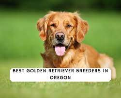 How much does a golden retriever puppy cost? 8 Best Golden Retriever Breeders In Oregon 2021 We Love Doodles