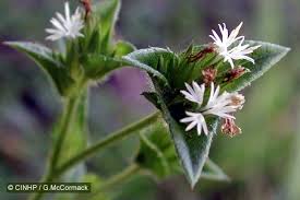 Image result for Elephantopus mollis