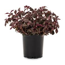 Image result for Iresine