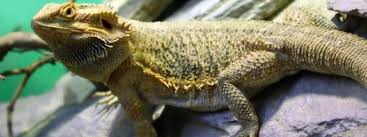 The different enrichments and furniture will encourage natural behaviors such as exploring, basking, hiding, climbing, digging, sheltering, and resting. Plants And Decor For A Bearded Dragon Habitat Bearded Dragon Decor