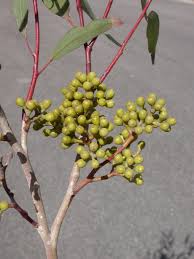 Image result for Eucalyptus cloeziana