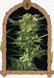Binckbank gaat verder als saxo bank. Kush Cannabis Samen Bank Devil Heidelbeer Busch Png Herunterladen 940 1350 Kostenlos Transparent Cannabis Png Herunterladen