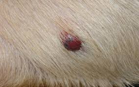 Stomach cancer, also known as gastric cancer, is a fairly uncommon form of cancer in the united states, accounting for 1.5% of all cancers diagnosed each year. Vascular Tumors Affecting The Skin Vca Animal Hospital