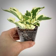 Image result for Kalanchoe laciniata