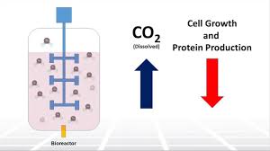 Maybe you would like to learn more about one of these? Understanding The Role Of Dissolved O2 Co2 On Cell Culture In Bioreactors Two Minute Tuesday Youtube
