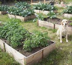 Cedar Raised Garden Beds Made From Fence Pickets Single Width Potager Hors Sol Idees Jardin Et Jardins