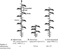 This type of tomato plant features varieties that grow to a nice compact height. A C Tomato Plant Architecture A Indeterminate Glasshouse Plants Download Scientific Diagram