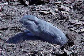 Locate the runways and tunnels in the same way you would if using a fumigant how to kill and prevent fire ants in your yard. How To Get Rid Of Gophers Gopher Traps Gopher Poison