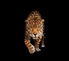 jaguar hd wallpapers top free jaguar