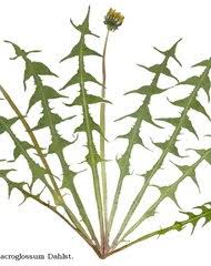 Image result for Ageratinastrum palustre