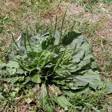 Image result for Plantago