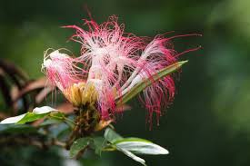 Image result for Calliandra tweedii