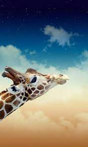 Fond D Ecran Girafe Giraffe Cute Animals Animals