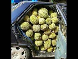 Apr 02, 2015 · penetapan lokasi pelabuhan gane dalam di desa gane dalam kecamatan gane barat kabupaten halmahera selatan provinsi maluku utara. Petua Hilangkan Bau Durian Dalam Kereta Simple Youtube
