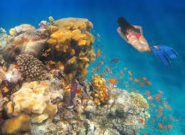 My goal is to provide scuba diving instruction services of the highest standard. A Guide To Scuba Diving In Eilat Israel