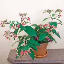 We did not find results for: Bleeding Heart Vine Clerodendrum X Speciosum